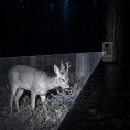 Fotopułapka - Kamera leśna - Orllo Huntercam 6 SIM z zasilaniem solarnym